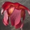  Jean-Claude Echardour - Sarracenia L. [1753]