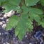  Liliane Roubaudi - Dicentra spectabilis (L.) Lem. [1847]