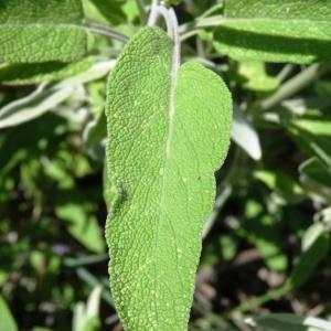 Photographie n°1266520 du taxon Salvia officinalis subsp. officinalis 