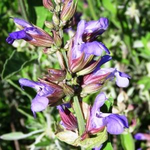  - Salvia officinalis subsp. officinalis 