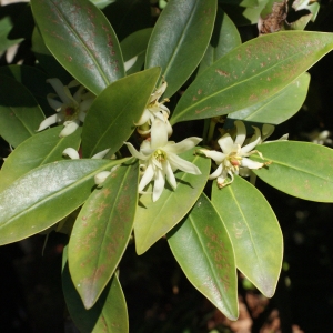 Photographie n°1267027 du taxon Illicium verum Hook. f.