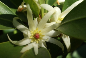 Liliane Roubaudi, le  7 avril 2017 (Caluire-et-Cuire)