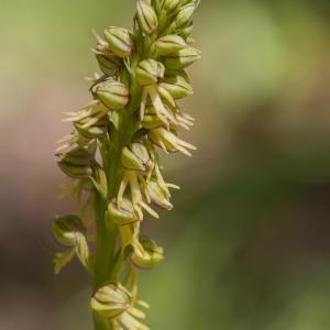 Ophrys anthropomorpha Willd. (Acéras homme-pendu)