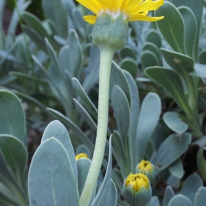 Hertia cheirifolia (L.) Kuntze