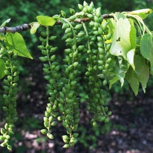 Photographie n°1268071 du taxon Populus nigra L. [1753]