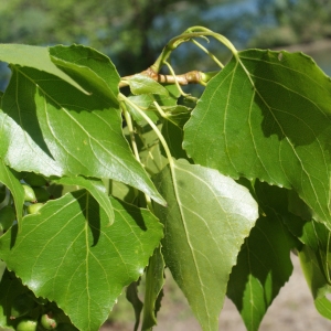 Photographie n°1268103 du taxon Populus nigra L. [1753]