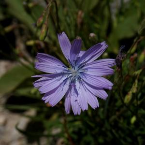 Cyanoseris perennis (L.) Schur (Laitue vivace)