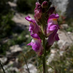 Photographie n°1268242 du taxon Antirrhinum majus L. [1753]