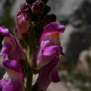 Photographie n°1268243 du taxon Antirrhinum majus L. [1753]