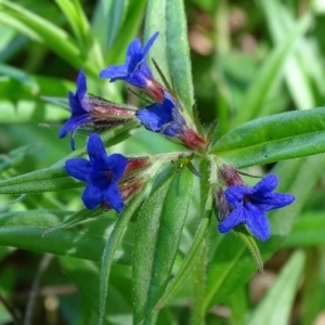 Photographie n°1269257 du taxon Buglossoides purpurocaerulea (L.) I.M.Johnst. [1954]
