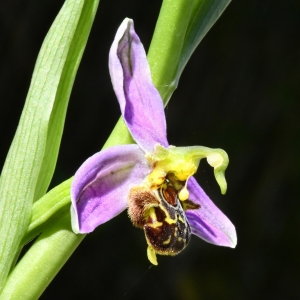 Photographie n°1269363 du taxon Ophrys apifera Huds. [1762]