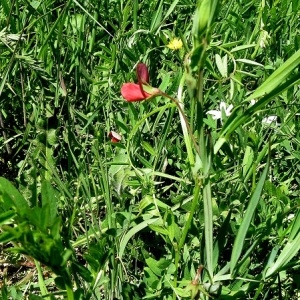 Photographie n°1270259 du taxon Lathyrus cicera L. [1753]