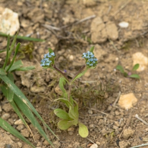 Photographie n°1270708 du taxon Valerianella locusta (L.) Laterr. [1821]