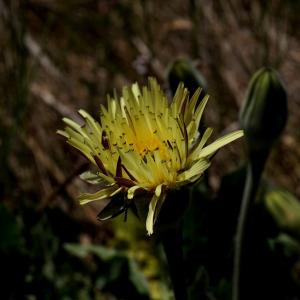 Photographie n°1271454 du taxon Urospermum dalechampii (L.) Scop. ex F.W.Schmidt [1795]