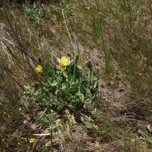 Photographie n°1271456 du taxon Urospermum dalechampii (L.) Scop. ex F.W.Schmidt [1795]