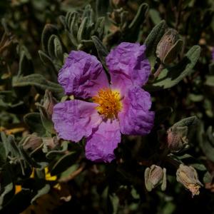 Photographie n°1271457 du taxon Cistus albidus L. [1753]