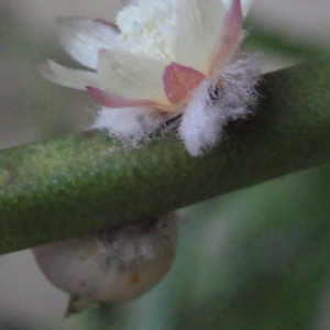 Rhipsalis baccifera (J.S. Muell.) Stearn