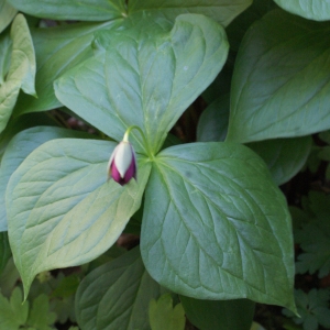 Trillium erectum L. (Trille dressé)