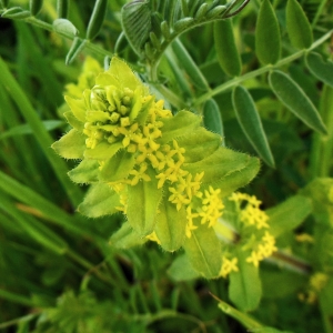 Photographie n°1272064 du taxon Cruciata laevipes Opiz [1852]