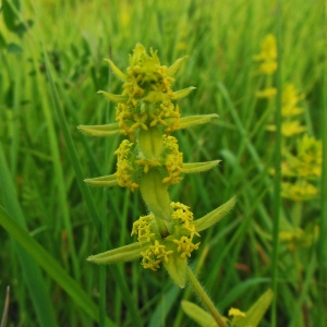 Photographie n°1272065 du taxon Cruciata laevipes Opiz [1852]