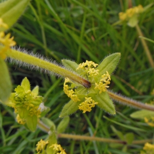 Photographie n°1272066 du taxon Cruciata laevipes Opiz [1852]