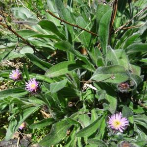 Photographie n°1272535 du taxon Erigeron alpinus L. [1753]