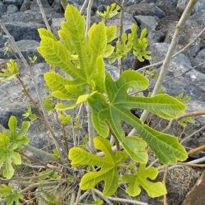 Photographie n°1272577 du taxon Ficus carica L. [1753]