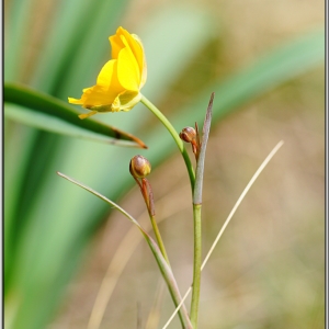 Photographie n°1273390 du taxon Ranunculus gramineus L. [1753]