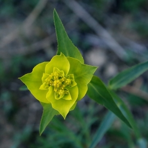 Photographie n°1273528 du taxon Euphorbia serrata L. [1753]