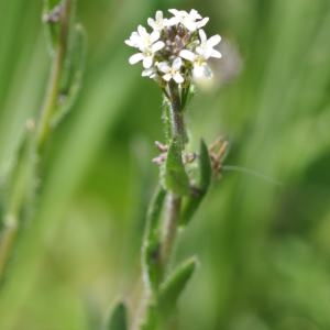 Photographie n°1273613 du taxon Arabis hirsuta (L.) Scop. [1772]