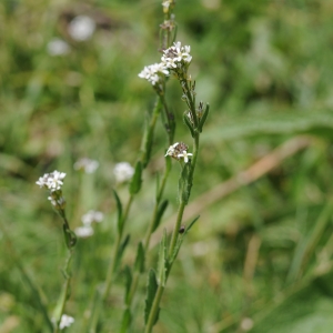 Photographie n°1273618 du taxon Arabis hirsuta (L.) Scop. [1772]