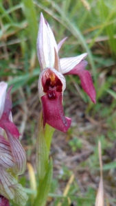 Florent Beck, le 25 avril 2017 (Urrugne (Corniche))