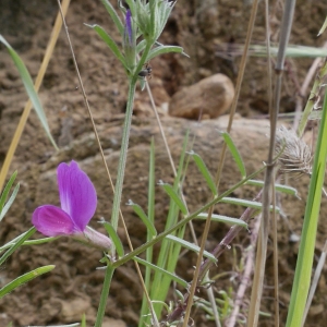 Photographie n°1274519 du taxon Vicia angustifolia L. [1759]