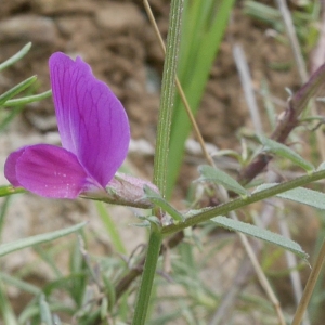 Photographie n°1274526 du taxon Vicia angustifolia L. [1759]