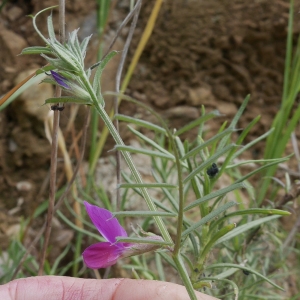 Photographie n°1274529 du taxon Vicia angustifolia L. [1759]