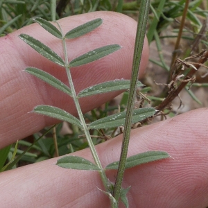 Photographie n°1274531 du taxon Vicia angustifolia L. [1759]