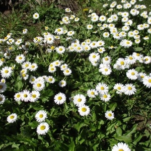 Photographie n°1275307 du taxon Bellis perennis L. [1753]