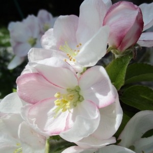 Photographie n°1275316 du taxon Malus domestica Borkh.