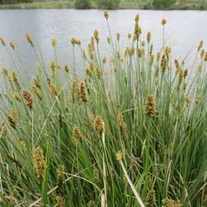 Photographie n°1275331 du taxon Carex paniculata L.