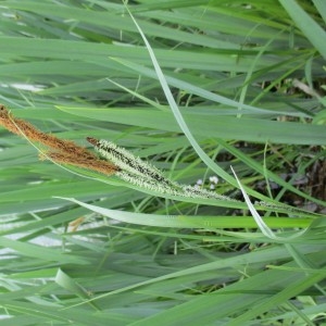 Photographie n°1275335 du taxon Carex pendula Huds.