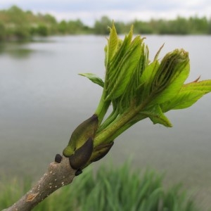 Photographie n°1275337 du taxon Fraxinus excelsior L.