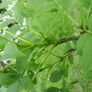 Photographie n°1275338 du taxon Fraxinus excelsior L.