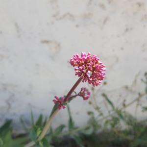 Photographie n°1275365 du taxon Centranthus ruber (L.) DC. [1805]