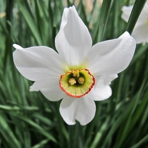 Photographie n°1275655 du taxon Narcissus poeticus L. [1753]
