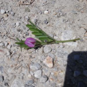 Photographie n°1275843 du taxon Vicia segetalis Thuill. [1799]