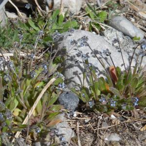 Photographie n°1275856 du taxon Myosotis arvensis (L.) Hill [1764]