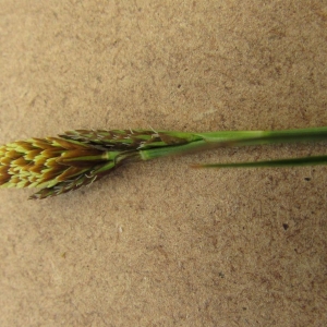 Photographie n°1275966 du taxon Carex L. [1753]