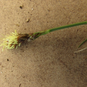 Photographie n°1275967 du taxon Carex L. [1753]