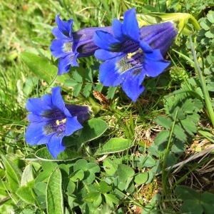 Photographie n°1276036 du taxon Gentiana acaulis L. [1753]