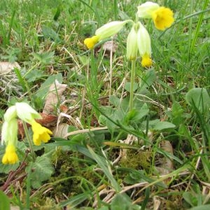 Photographie n°1276624 du taxon Primula veris var. veris 